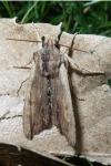 Lithophane semibrunnea