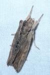 Lithophane semibrunnea