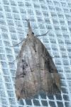 Hypena rostralis