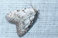 Nola confusalis