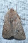 Orthosia cerasi