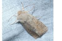 Orthosia cruda