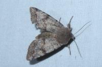 Orthosia incerta