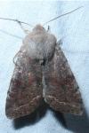 Orthosia incerta
