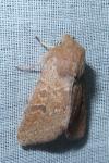 Orthosia miniosa