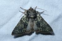 Polyploca ridens