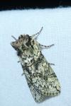Polyploca ridens