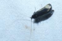 Adela reaumurella