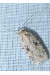 Agonopterix arenella