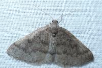 Aleucis distinctata