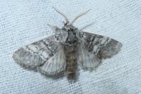 Drymonia ruficornis