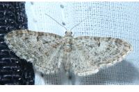 Eupithecia dodoneata