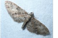 Eupithecia abbreviata