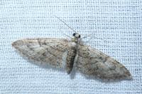 Eupithecia abbreviata
