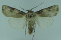 Agrotis puta