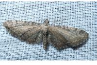 Eupithecia vulgata