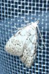 Nola confusalis