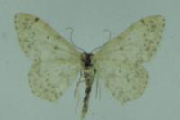 Scopula marginepunctata