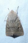 Orthosia cerasi