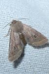 Orthosia cerasi