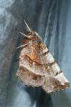 Selenia dentaria