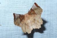 Selenia lunularia