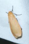 Wittia sororcula