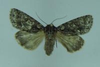 Acronicta rumicis