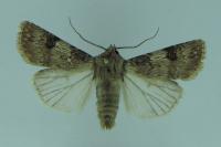 Agrotis puta