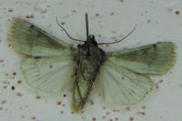 Agrotis puta