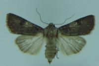 Agrotis puta