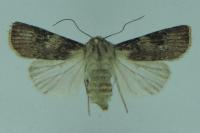 Agrotis puta