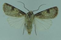 Agrotis puta