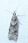 Eudonia angustea