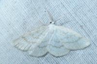 Cabera exanthemata