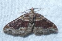 Xanthorhoe ferrugata/spadicearia