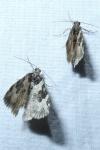 Xanthorhoe fluctuata
