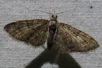 Eupithecia abbreviata