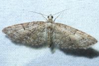 Eupithecia abbreviata