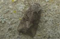 Dryobotodes monochroma