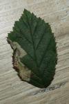 Coptotriche marginea