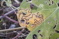 Stigmella freyella
