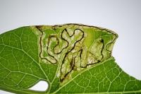 Stigmella freyella