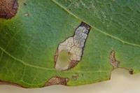 Coptodisca lucifluella