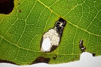 Coptodisca lucifluella