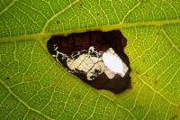 Coptodisca lucifluella