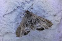 Cataclysta lemnata