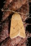 Leptologia macilenta
