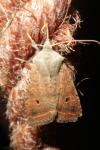 Leptologia lota