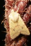 Sunira circellaris